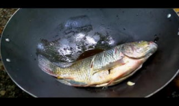 鱼视频,探索海洋生物的奇妙世界